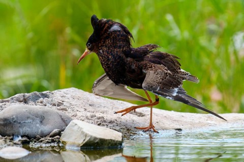 A bird in motion next to a waterhole on a rock, ruff (Calidris pugnax, Syn.: Philomachus pugnax),
