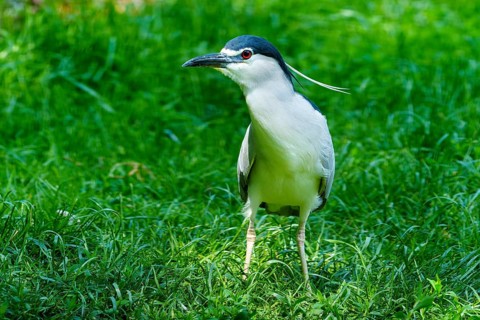 A bird with blue and black and white feathers stands on a green meadow outside, Night Heron