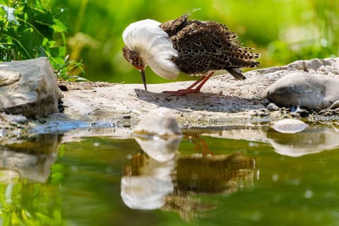 A bird looking at its reflection in the water in a green landscape, ruff (Calidris pugnax, Syn.: