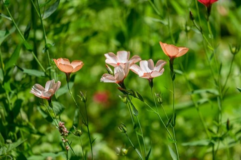 Flax 'Salmon' (Linum grandiflorum), Zierlein, Münsterland, North Rhine-Westphalia, Germany
