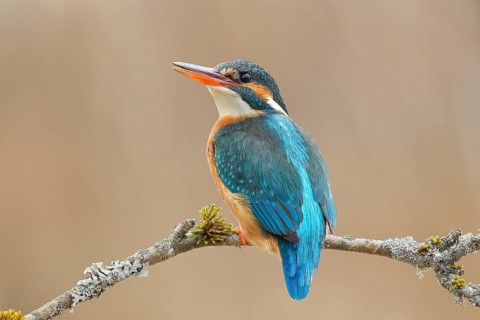 Kingfisher (Alcedo atthis), female sitting on a branch overgrown with moss and lichen, wildlife,