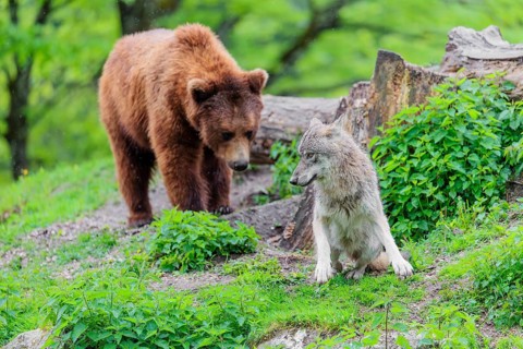 Situation awareness is crucial! A Eurasian gray wolf (Canis lupus lupus) is surprised by a European