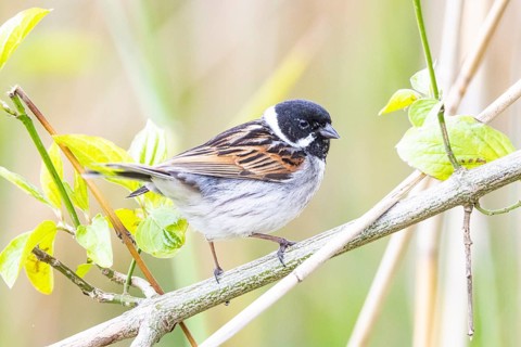 Reed bunting (Emberiza schoeniclus) ml Germany