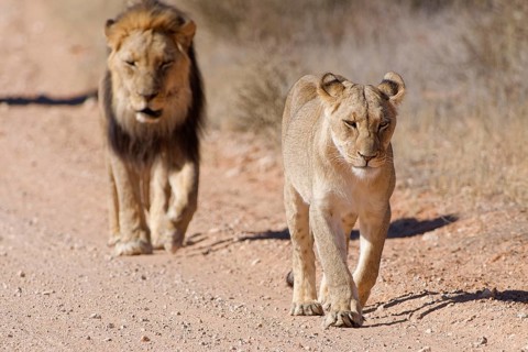 African lions (Panthera leo), two adults, male and female, walking on a dirt road, Kgalagadi