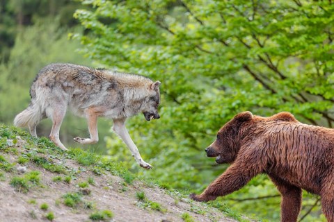 A Eurasian gray wolf (Canis lupus lupus) encounters a European brown bear (Ursus arctos arctos) in