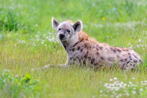 An adult male spotted hyena (Crocuta crocuta) lying in a green meadow, observing something.