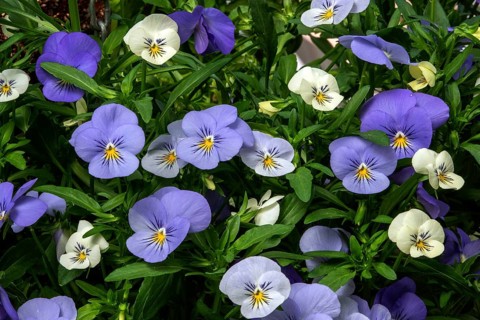 Pansy (Viola), blue and white flowering, Baden-Württemberg, Germany