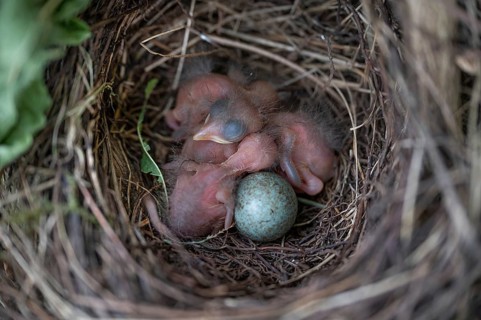 Four of five hatched blackbirds (Turdus merula) in the nest, Bavaria, Germany