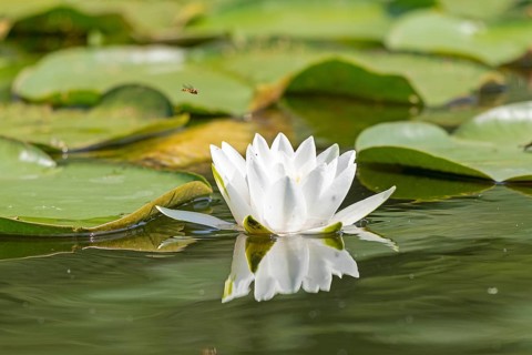 European white water lily (Nymphaea alba), hoverfly, Leppinsee, Mecklenburg Lake District,