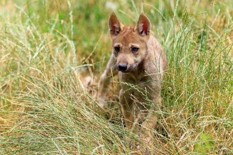 A curious wolf pup looks out of the tall grass, Timberwolf, wolf, American wolf, (Canis lupus