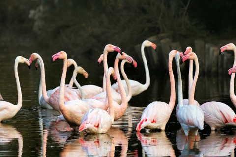 Pink flamingos (Phoenicopterus roseus), standing in the pond, Pont de Gau Bird Park,