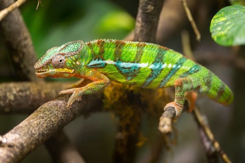 Veiled chameleon (Chamaeleo calyptratus) walking on a branch, captive, Zoo Augsburg, Germany