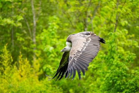 Eurasian griffon vulture (Gyps fulvus) flying, Bavaria, Germany