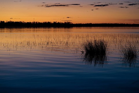 Marsh foliage silhouetted against a deep blue and orange sky at sunset on Lake Seminole at the