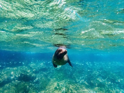 Sea lion (Zalophus wollebaeki), underwater, Galapagos, Ecuador