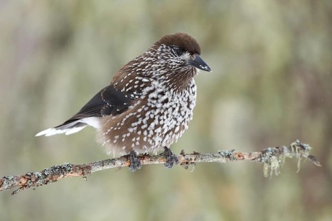 Spotted Nutcracker (Nucifraga caryocatactes), St. Gallen, Switzerland