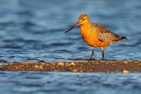 Bar-tailed Godwit (Limosa lapponica) feeding along a river in Nome, Alaska