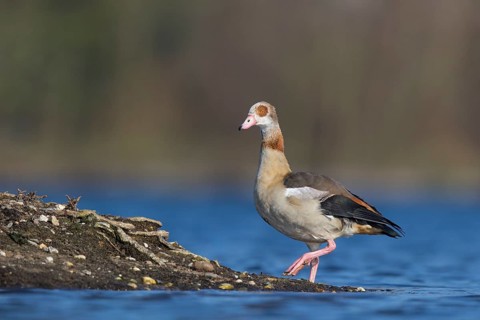 Egyptian Goose (Alopochen aegyptiaca), North Rhine-Westphalia, Germany