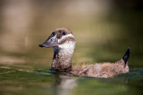 White-headed Duck (Oxyura leucocephala) juvenile, Castile-La Mancha, Spain