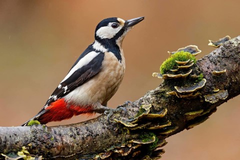 Great Spotted Woodpecker (Dendrocopos major) female, Asturias, Spain