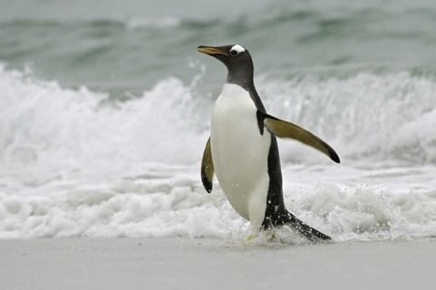 Gentoo Penguin (Pygoscelis papua), Falkland Islands