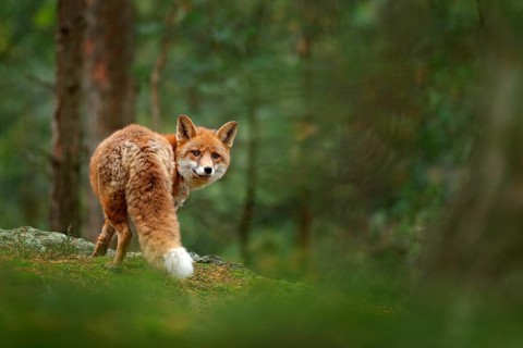 Fox in green forest. Cute Red Fox, Vulpes vulpes, at forest with flowers, moss stone. Wildlife