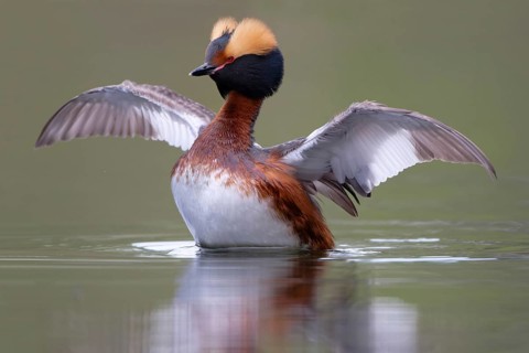 Horned Grebe (Podiceps auritus), Dalarna, Sweden