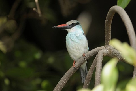Blue-breasted Kingfisher (Halcyon malimbica), Gambia
