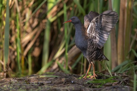 Water Rail (Rallus aquaticus), Saxony, Germany