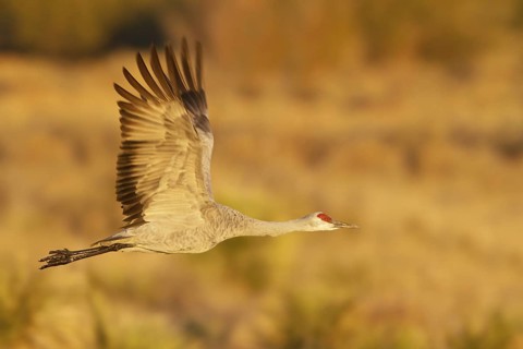 Sandhill Crane (Antigone canadensis) flying, New Mexico, USA