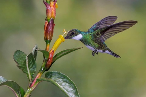 White-throated Hummingbird (Leucochloris albicollis) flying and feeding at a flower in the Atlantic
