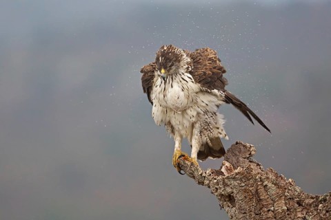 Bonelli's Eagle (Aquila fasciata), Extremadura, Spain