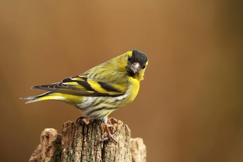 Eurasian Siskin (Spinus spinus) male, Lower Saxony, Germany