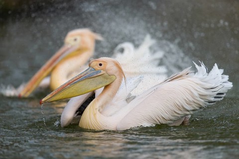 Great White Pelican (Pelecanus onocrotalus), Baden-Wuerttemberg, Germany