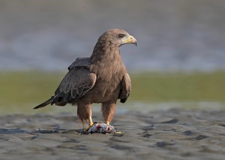Yellow-billed Kite (Milvus aegyptius) with fish prey, Gambia