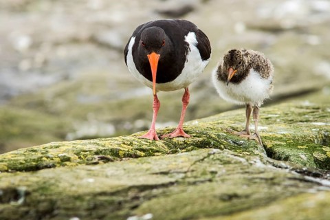 Eurasian Oystercatcher (Haematopus ostralegus) adult and chick, Farne Islands, United Kingdom