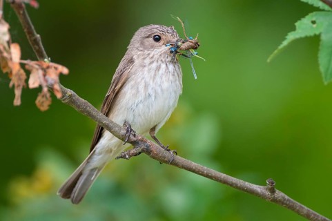 Spotted Flycatcher (Muscicapa striata), Lower Saxony, Germany