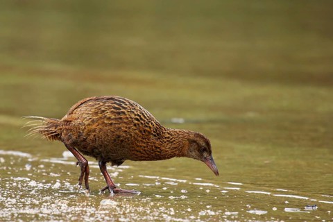 Weka (Gallirallus australis) foraging, Stewart Island, New Zealand