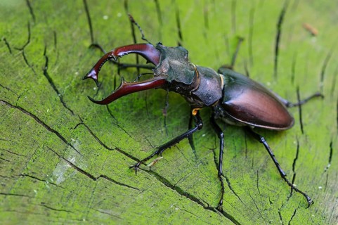 Stag Beetle (Lucanus cervus) male on bark of a tree, Germany
