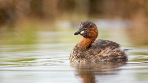 Little Grebe (Tachybaptus ruficollis), Saxony-Anhalt, Germany