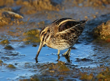 Jack Snipe (Lymnocryptes minimus), French Riviera, France