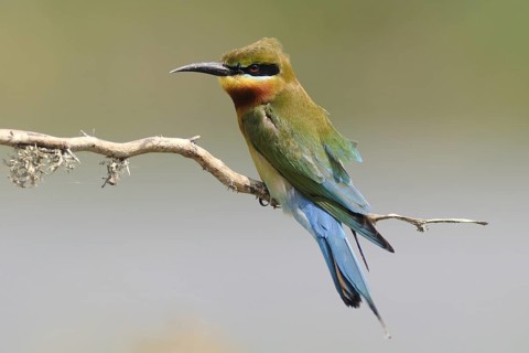 Blue-cheeked Bee-eater (Merops persicus), Sri Lanka