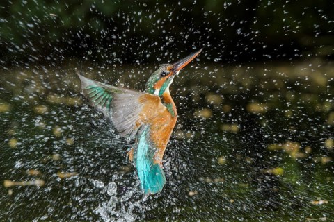 Common Kingfisher (Alcedo atthis) female fishing, Lower Saxony, Germany