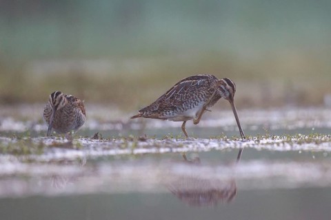 Common Snipe (Gallinago gallinago) foraging, North Rhine-Westphalia, Germany