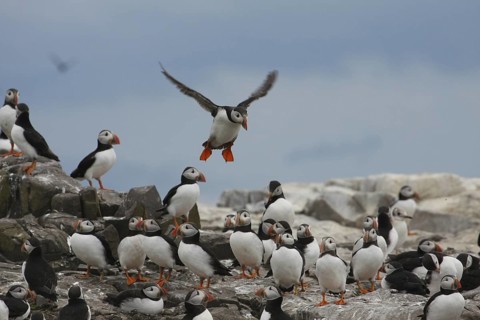 Atlantic Puffin (Fratercula arctica), Farne Islands, United Kingdom