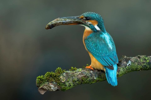Common Kingfisher (Alcedo atthis) female perched on a branch with a fish in its beak, Lower Saxony,