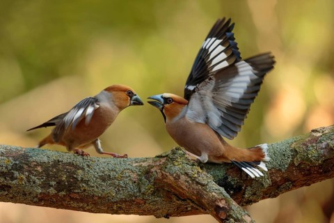 Vechtende Appelvink mannen, Hawfinch fighting males