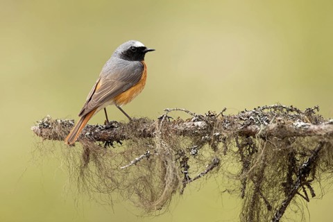 Common Redstart (Phoenicurus phoenicurus) male perched on a branch, Dalarna, Sweden