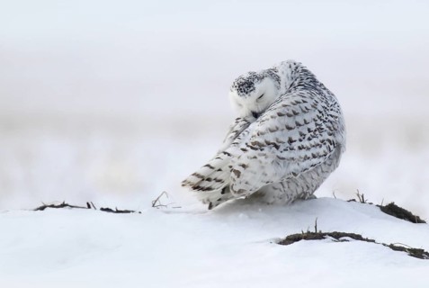 Snowy Owl (Bubo scandiacus), Ontario, Canada
