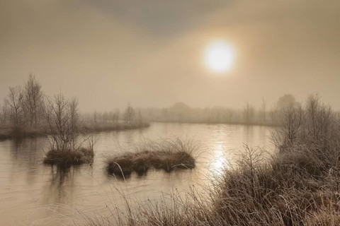 Bog in misty morning light, Lower Saxony, Germany